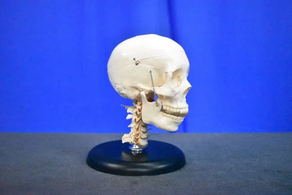 Human Skull Model for Training Purposes